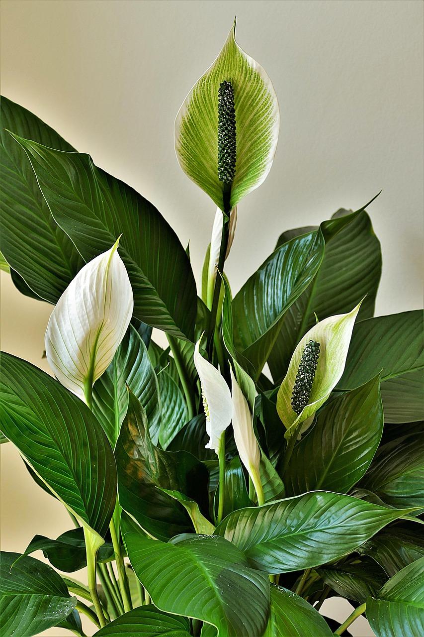 Spathiphyllum / pixabay nuotr.