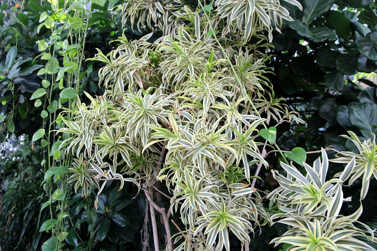 Chlorophytum / pixabay nuotr.