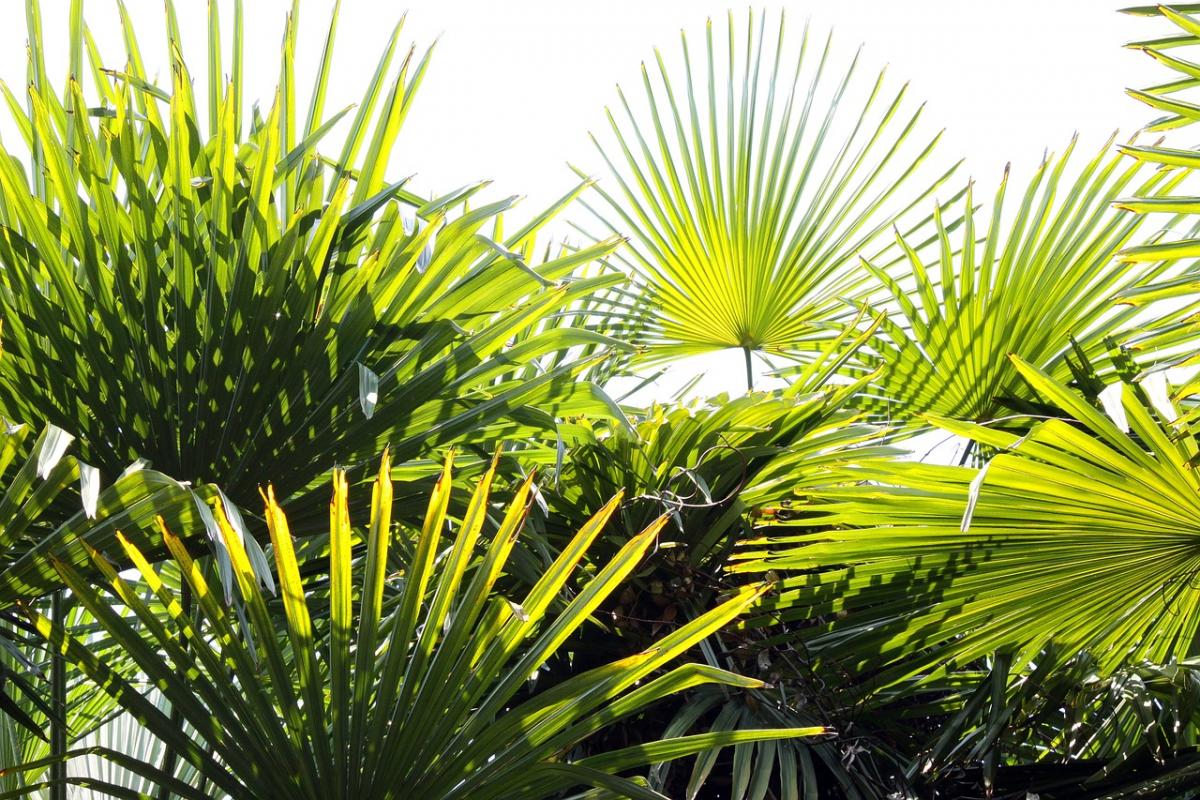 Vėduoklinė palmė / pixabay nuotr.