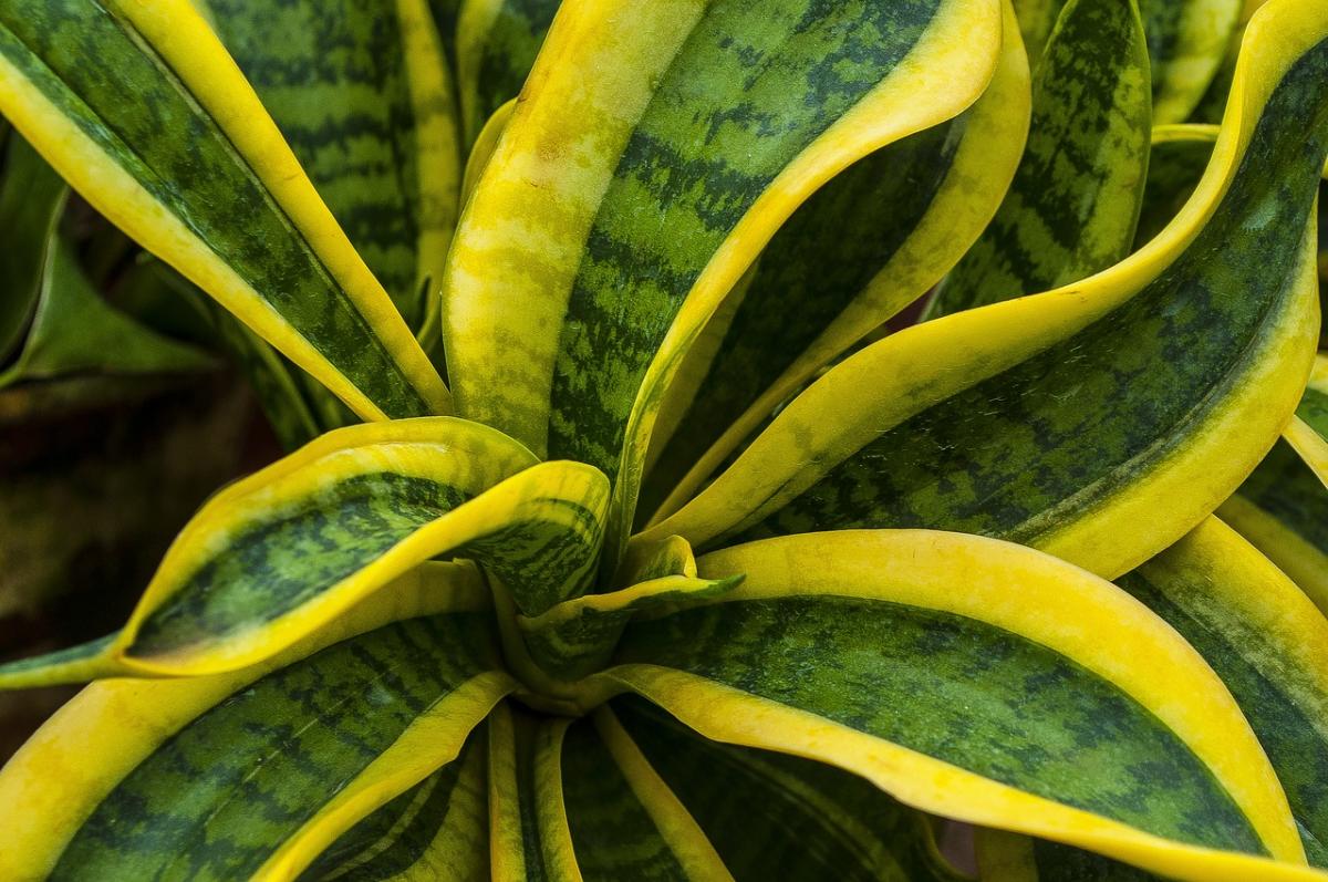 Sansevieria arba motinos liežuvis / pixabay nuotr.